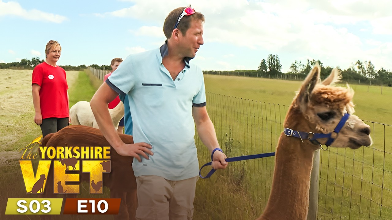 The Yorkshire Vet Season 3 Episode 10 | Full Episode