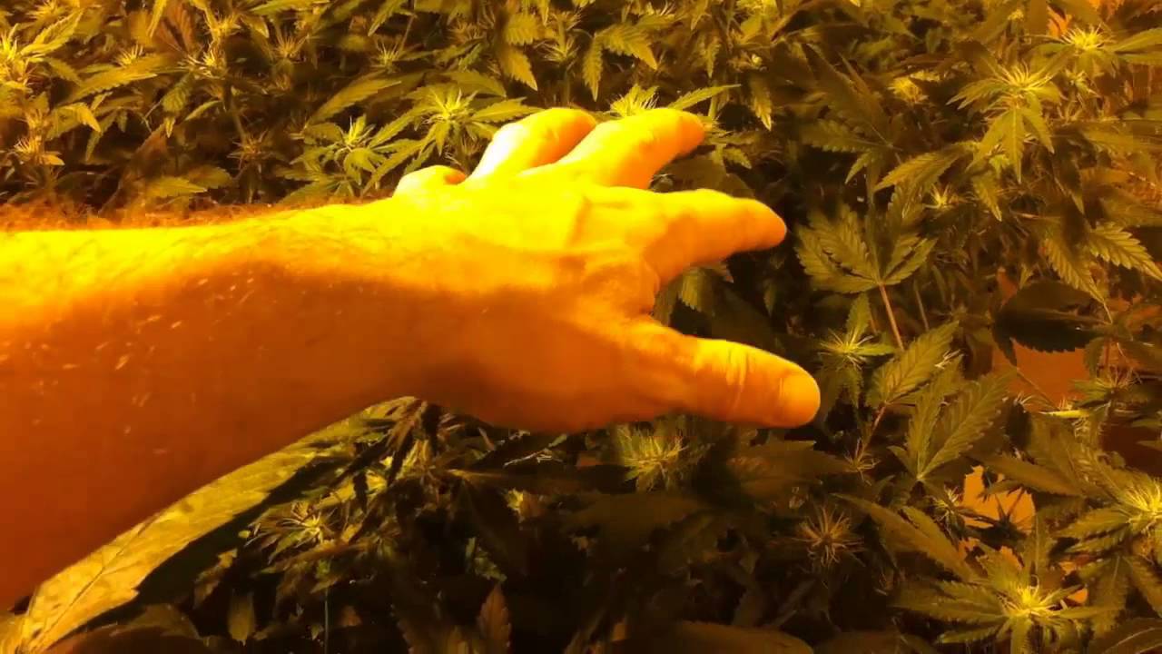 Week 3 - Indoor Weed Grow 2013 - SCROG Day 21