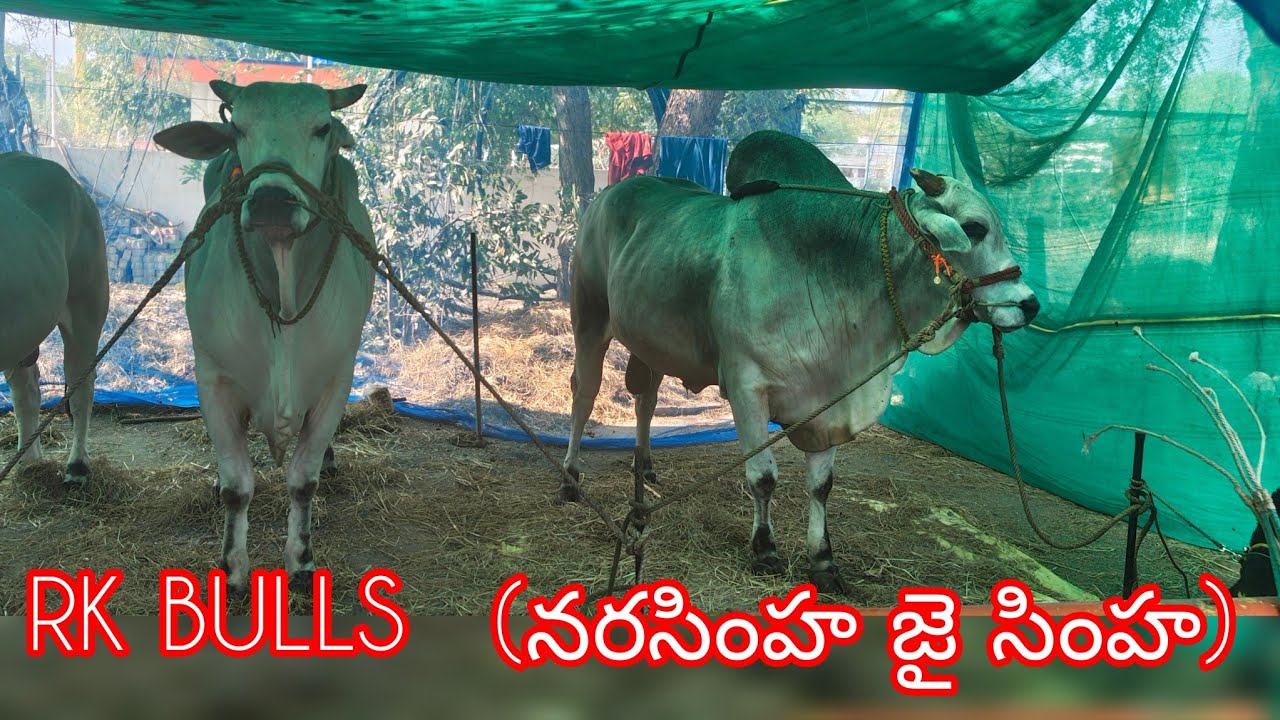ఆకుల గణపవరం సీనియర్స్  1 వ జత Rk BULLS (నరసింహ జై సింహ ) వేటపాలెం బాపట్ల జిల్లా