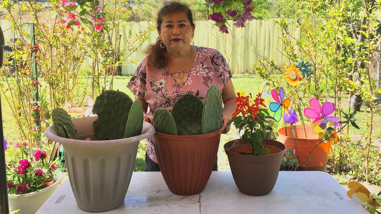 Como reproducir o germinar un nopal comprado de el supermercado |How to reproduce germinate a nopal