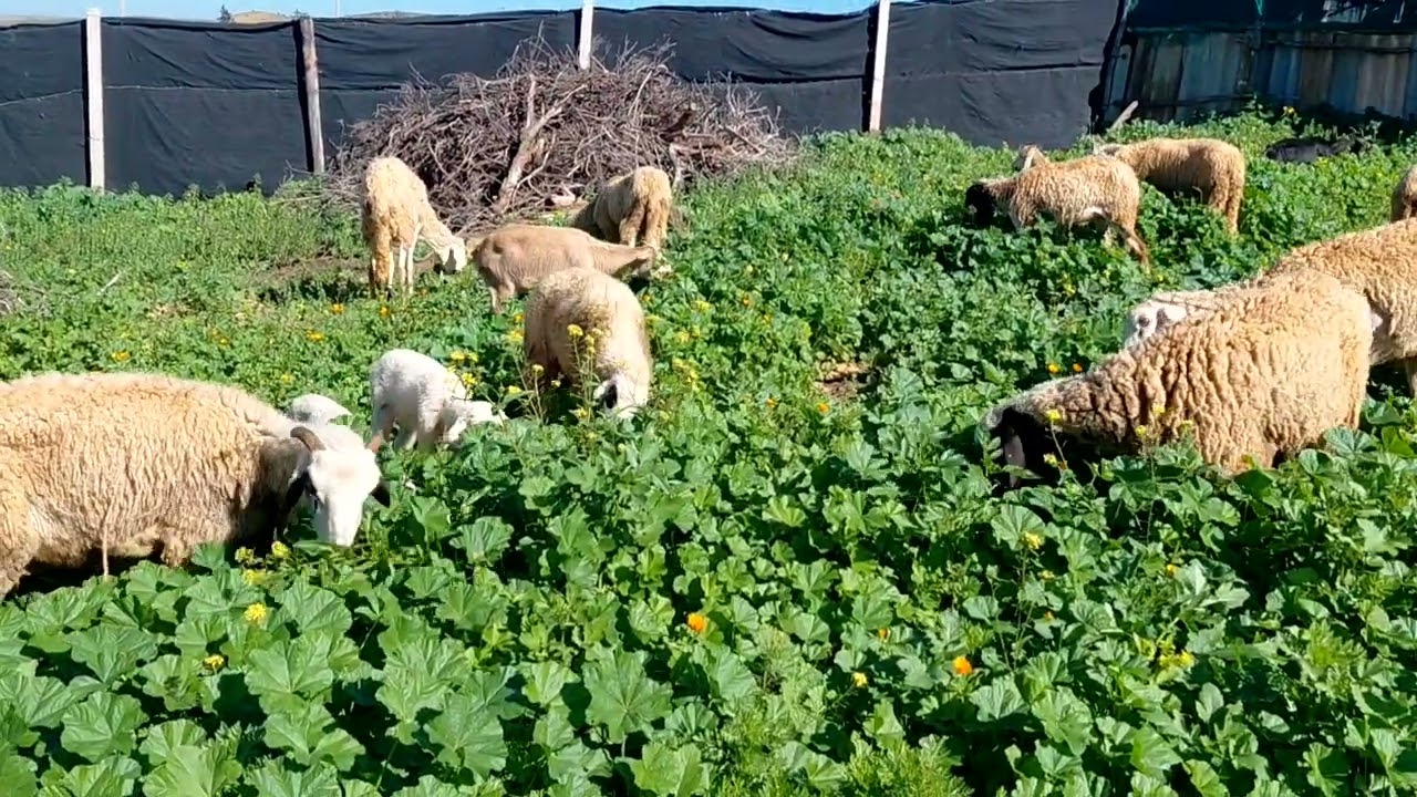 موسم الخير في البحيرة 🌱🐑 الغنم بين أشجار الزيتون