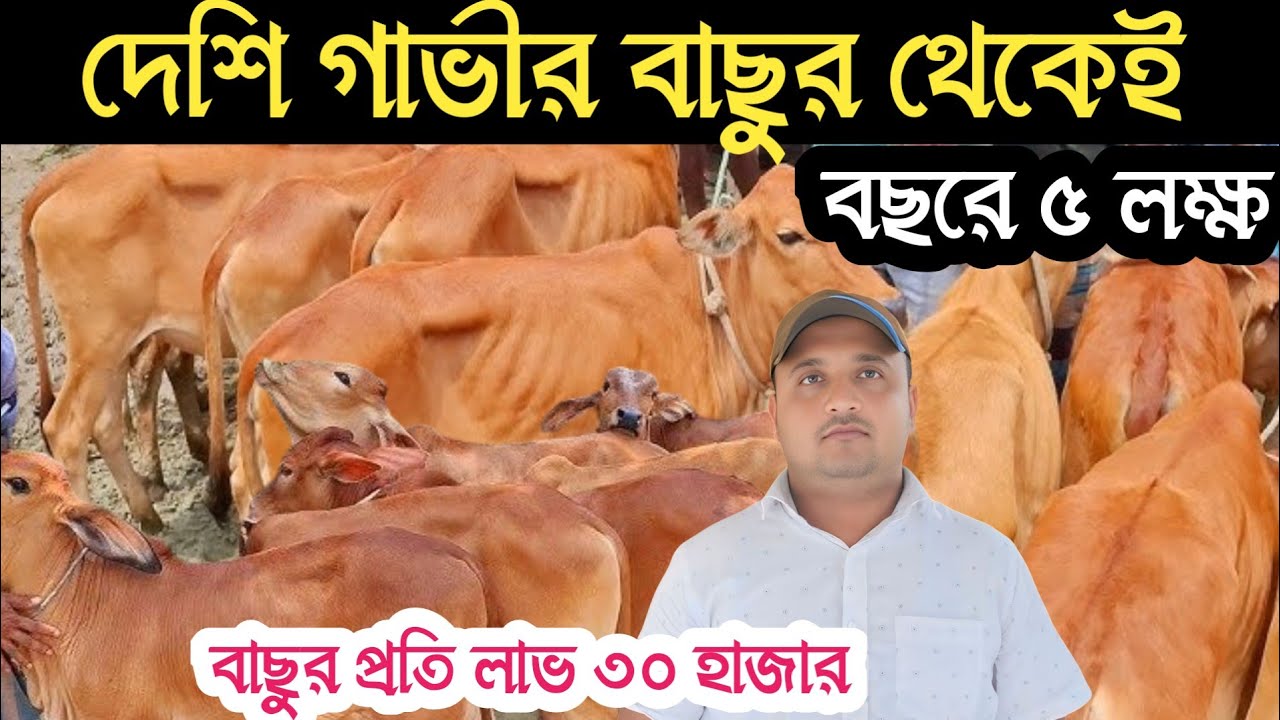 বাছুর গরু পালনে দ্বিগুনের বেশি লাভ || বাছুর গরুর খামার | Calf farm in bangladesh / বংশীএগ্রো 