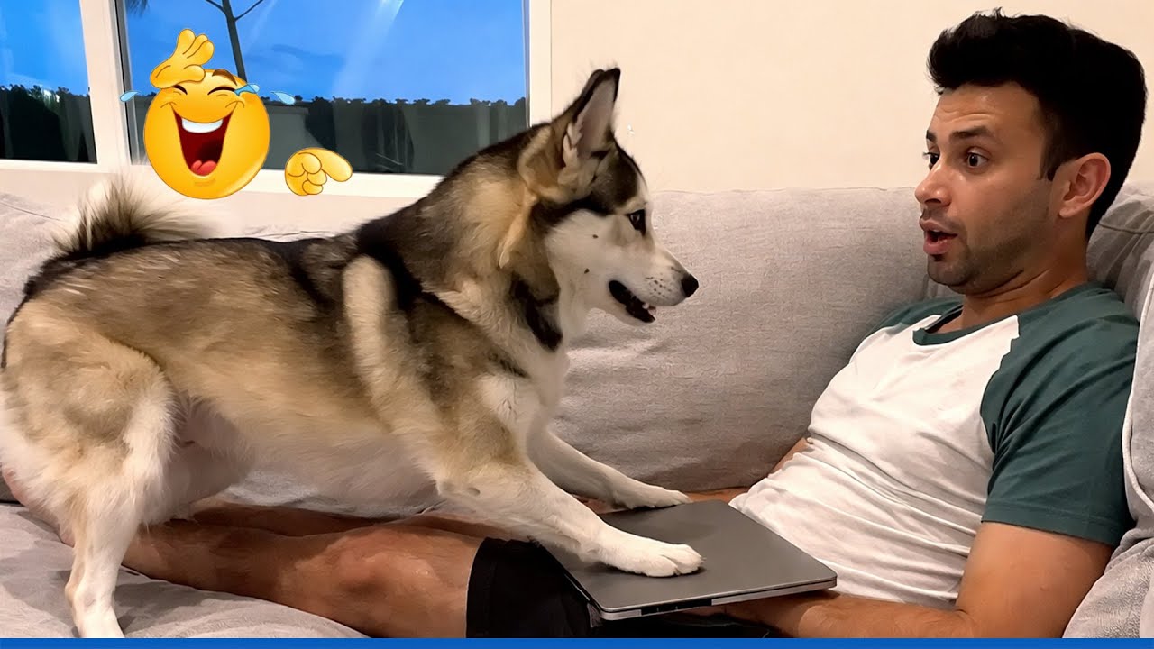 You Will Die Laughing At These Dogs 😹🐶 The Funniest Dog Moments Compilation 🐾