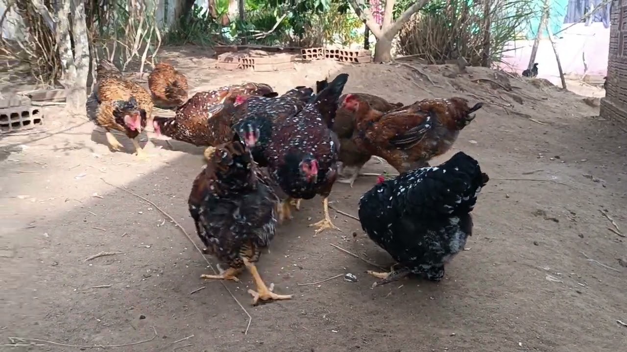 Vejam como está nossos animais 🐔