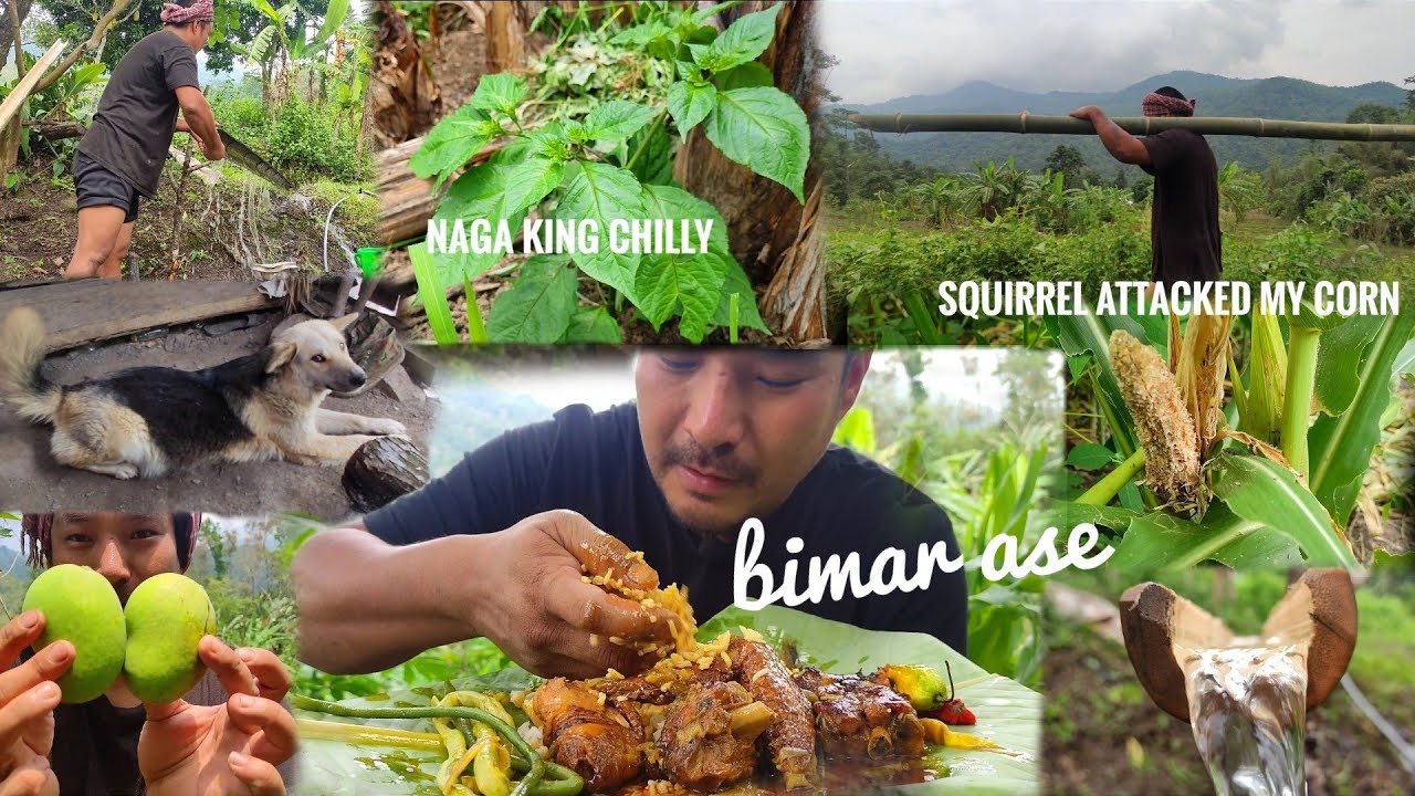 My jhum field and paddy field tour || sowing king chilli || spicy chicken mukbang || kents vlog.