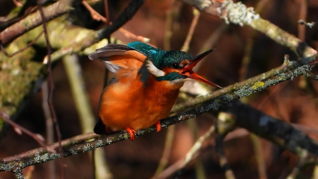 Common kingfisher,Isfugl,Зимородок,martin-pêcheur d'europe,Eisvogel,IJsvogel,カワセミ