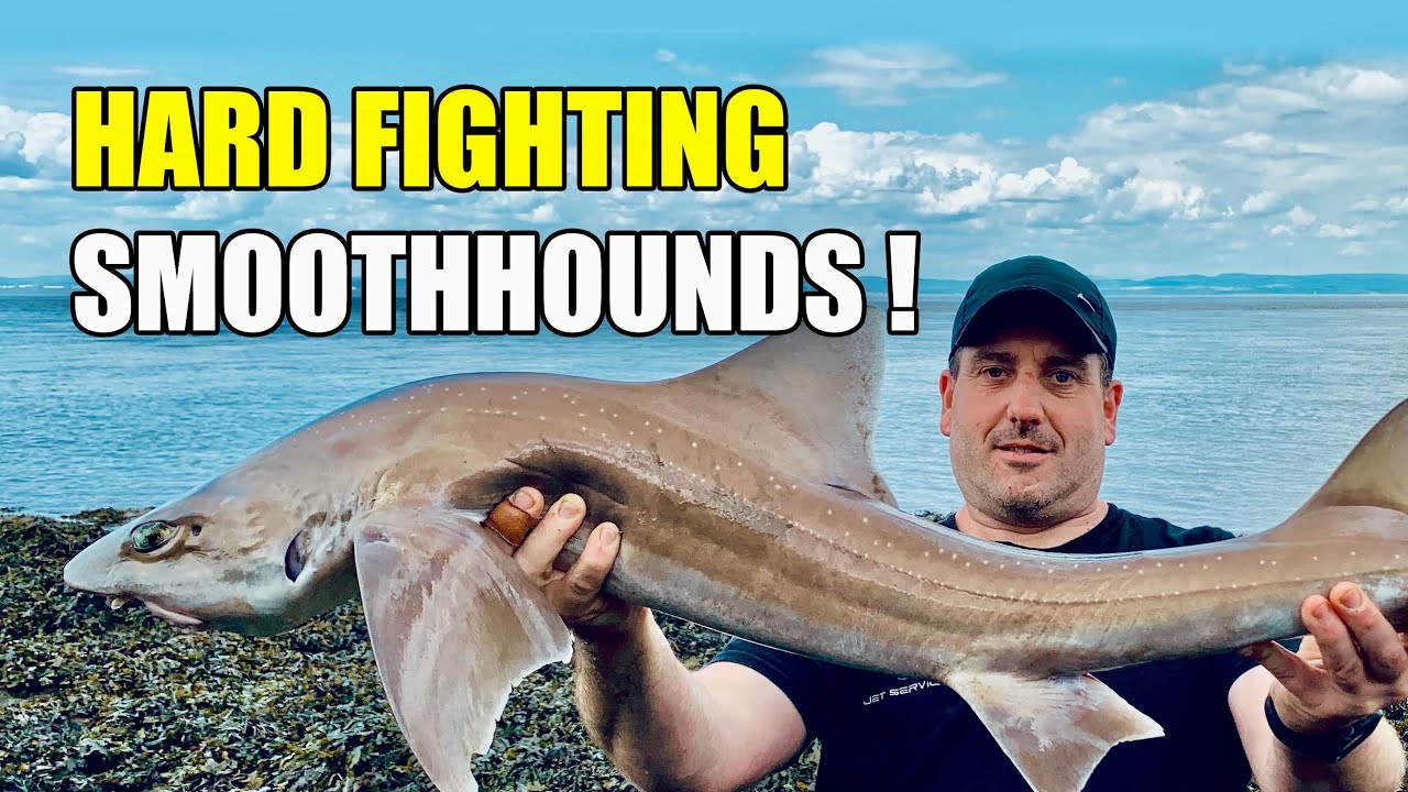 Bristol Channel Fishing- BIG Smoothhound And Other Species