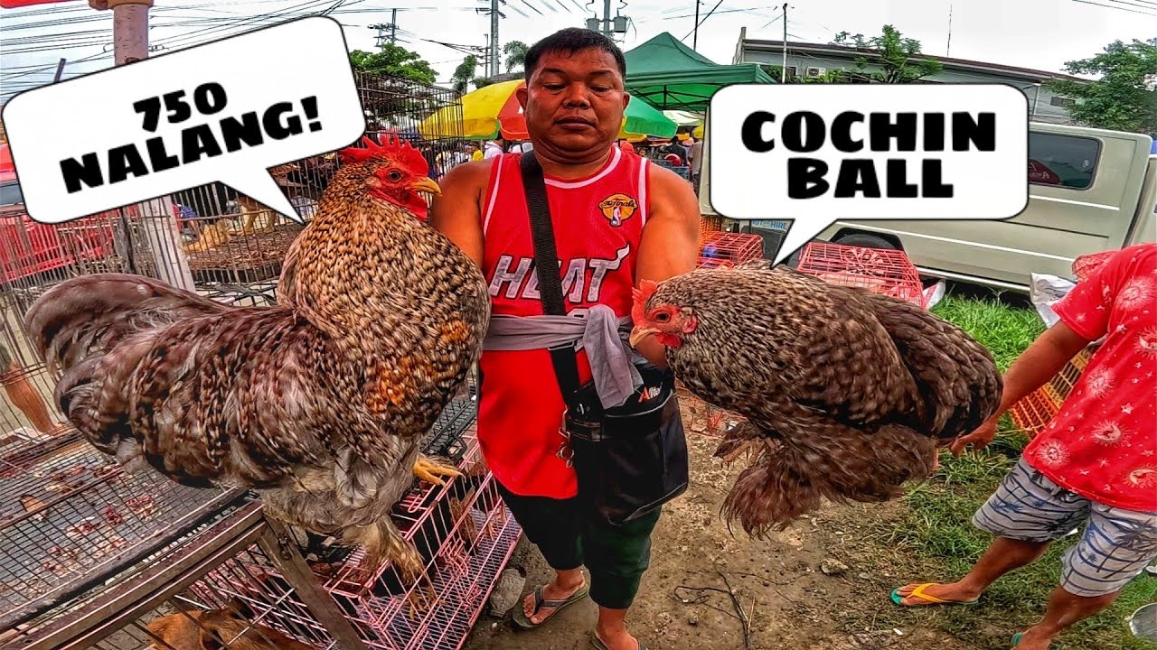 EKSENA SA BOCAUE JUNE 20, 2025 | PET TIANGGE