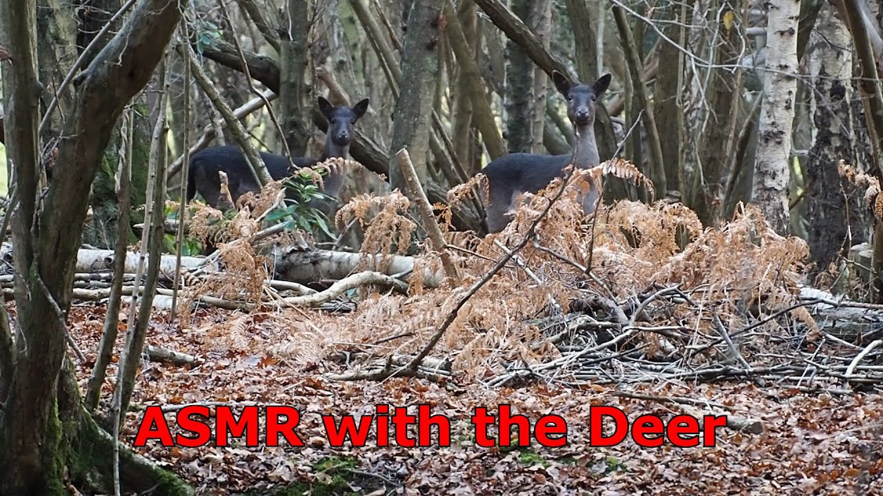 ASMR ~ Looking For Deer In The Woods, Nature Sounds & Whispering ~ Countdown To Christmas Day 18