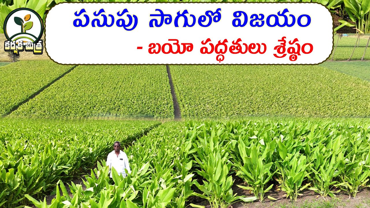 జీవ ఎరువులతో లాభాలు పండిస్తున్న పసుపు సాగు || Bio-Based Turmeric Farming Success || Karshaka Mitra