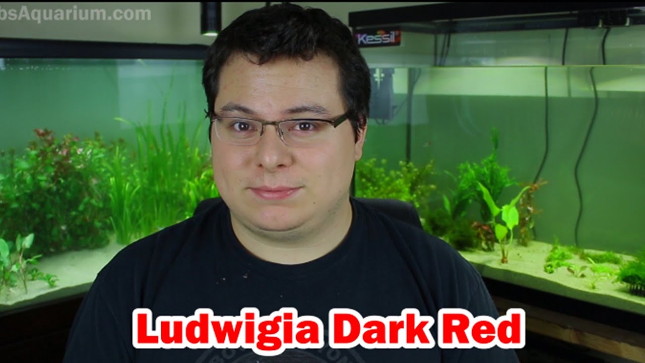 Ludwigia Dark Red