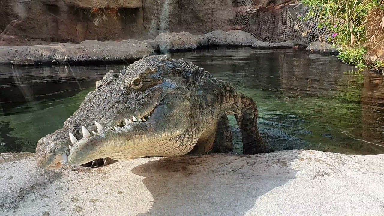 Krokodillen Diergaarde Blijdorp Rotterdam Zoo 2021