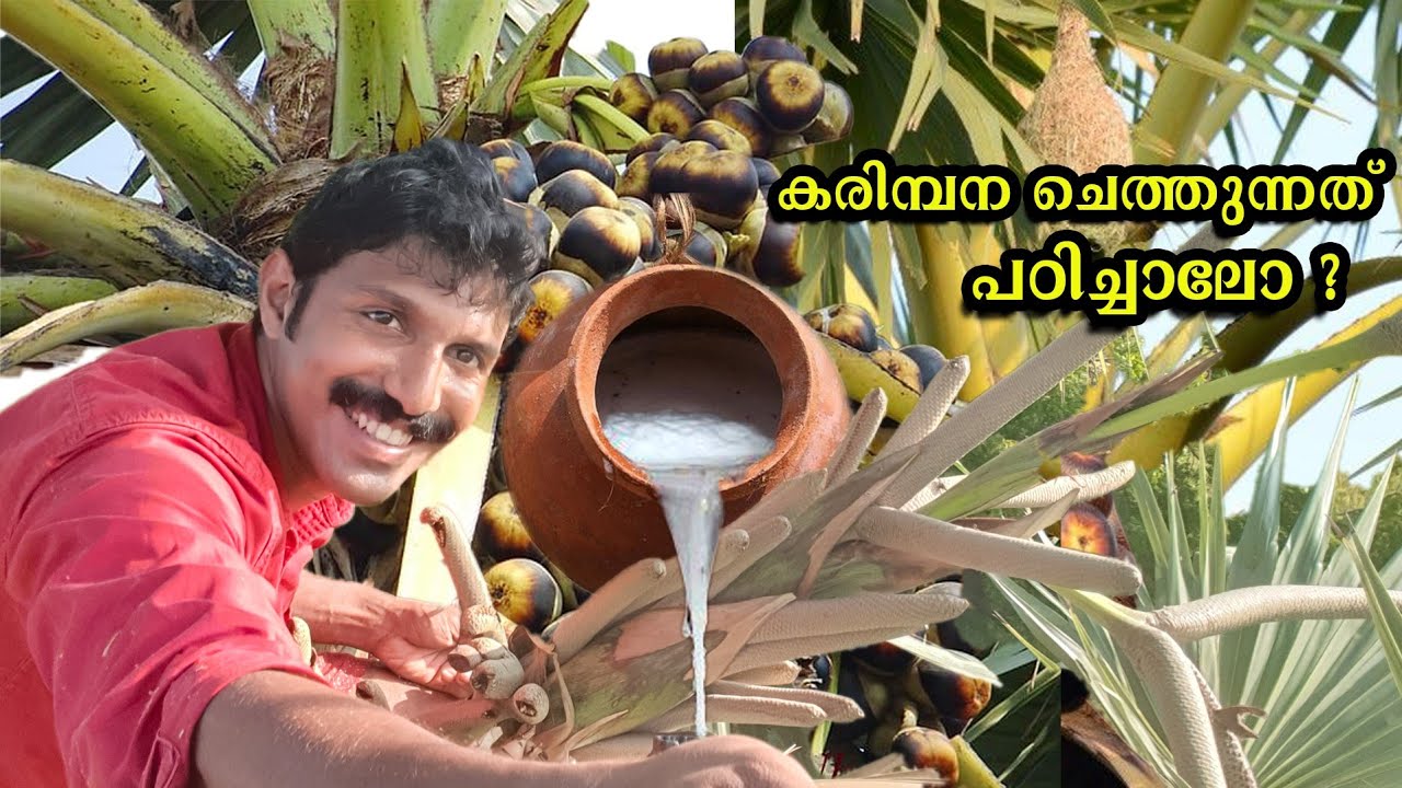 Palm Toddy Extraction Process | Asian Palmyra Juice | Plam Natural Alcohol