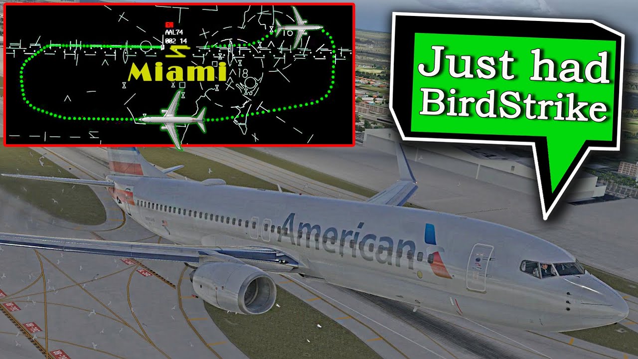 American B738 has BIRD STRIKE ON TAKEOFF at Miami | Emergency Return