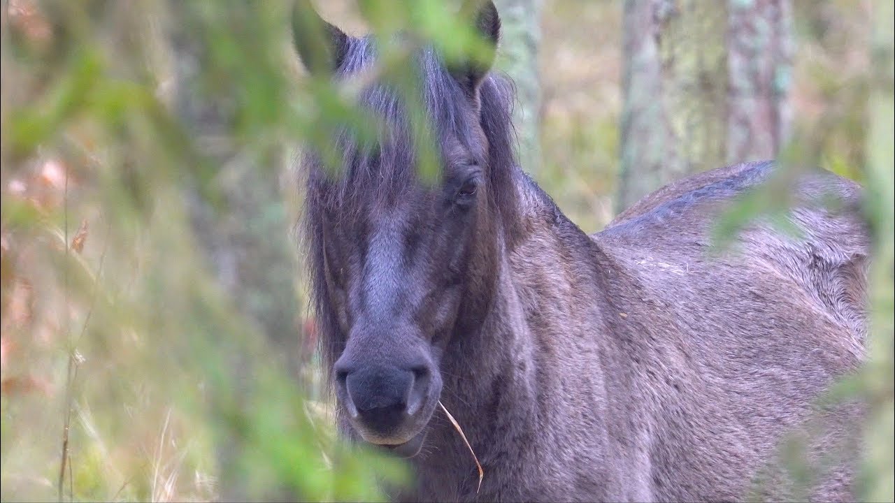 Koniki Polskie , dzicy potomkowie Tarpana