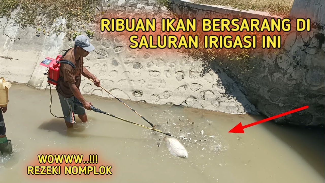 Saluran Irigasi Yang Di Huni Ribuan Ikan | Sejuta Petualangan | Nonton Juga Video #shorts Nya
