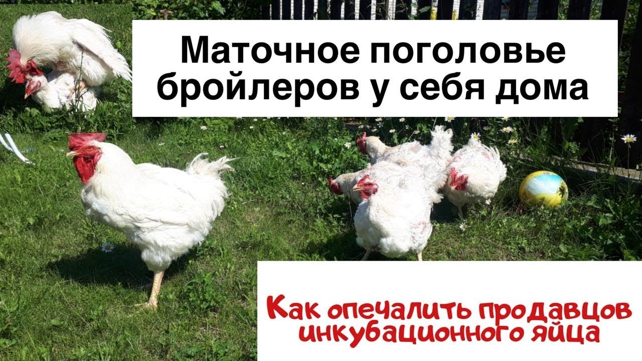 Маточное стадо бройлеров у себя дома. Как опечалить продавцов инкубационного яйца