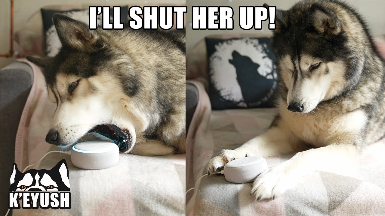 My Husky UNPLUGS Alexa! And Tries to EAT Her!
