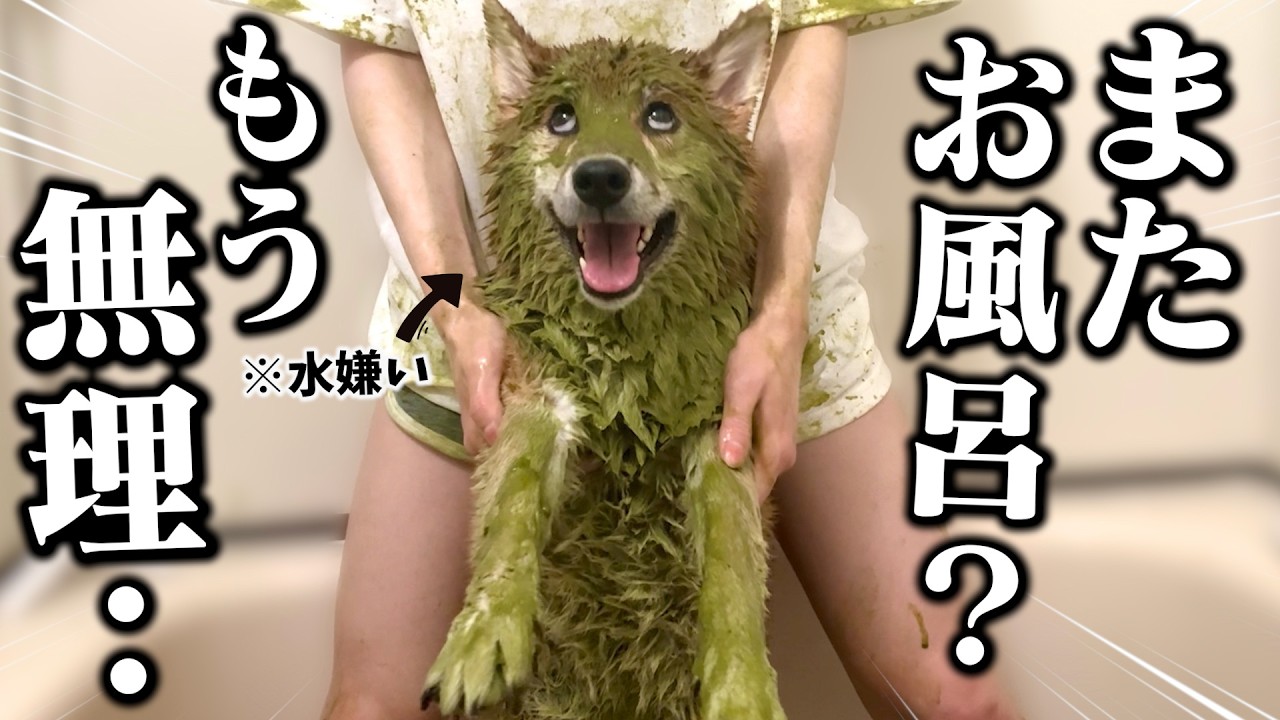 【風呂キャン失敗した柴犬...】水嫌いの犬をお風呂に入れたら..?全力で「拒否柴」してガチ泣きしちゃう姿が可愛すぎました・・
