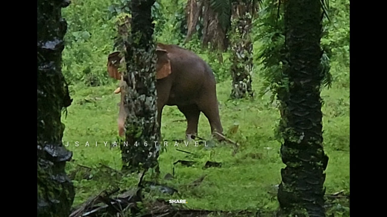 മുറിവാലൻ കൊമ്പൻ 🔥🐘 നേർക്ക് നേർ Ezhattumugam Plantation Elephants