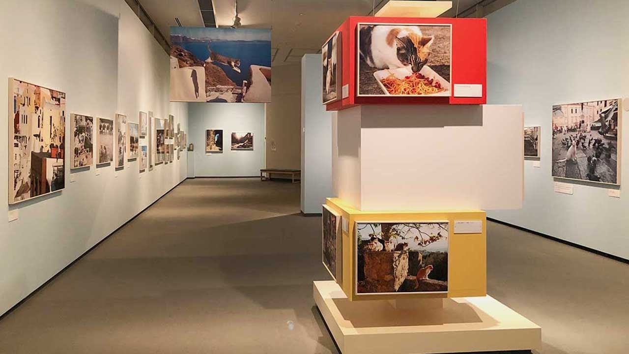 東京富士美術館　写真展「岩合光昭の世界ネコ歩き」