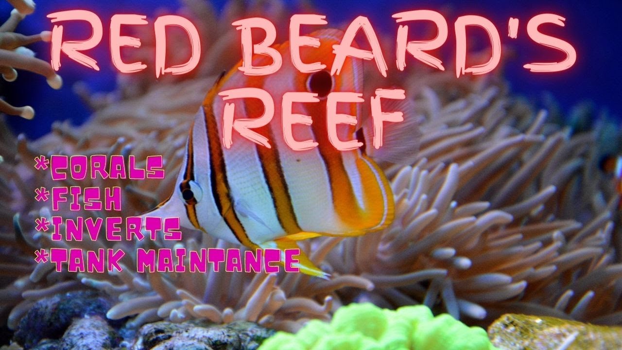 Reef tank cleaning the 65 Aquatlantis