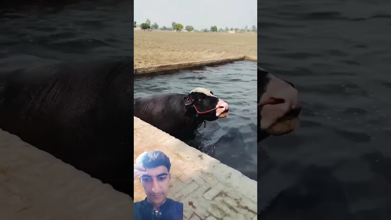 #bans #suming  #baffalo #cow #animals #