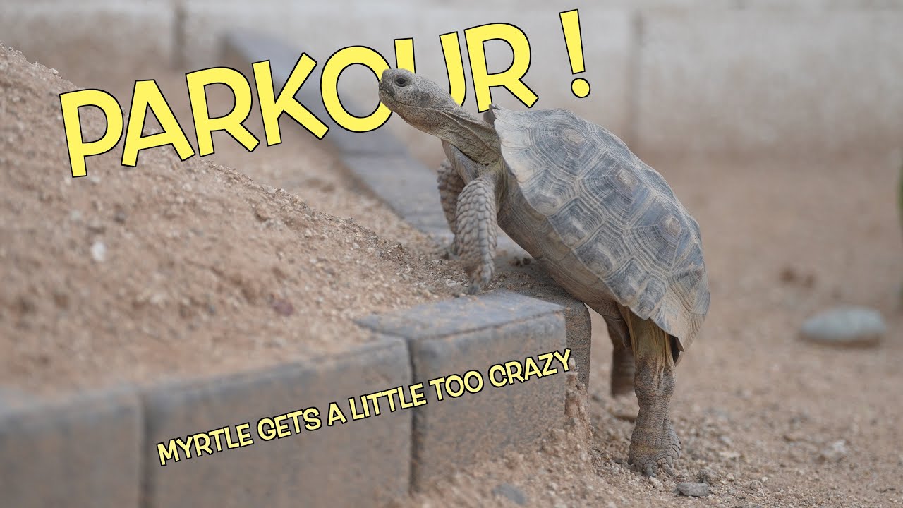 Myrtle The Desert Tortoise Learns to Climb!