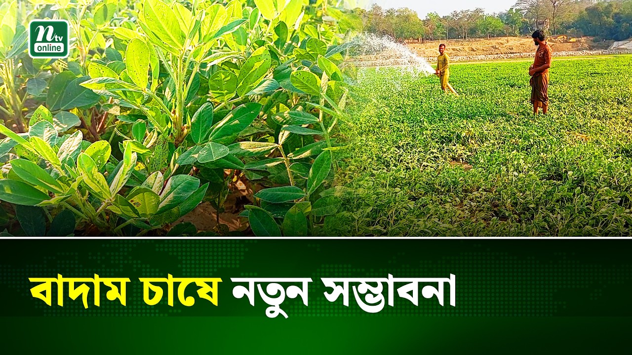 লামায় মাতামুহুরী নদীর চরাঞ্চলে বাড়ছে বাদাম চাষ | Peanut Farming | Bandarban | NTV News