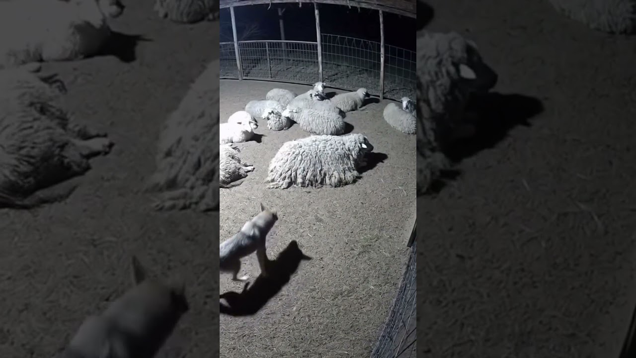 Wolf bites a sheep&hellip; but surprise! It&rsquo;s a dog inside 😂#funny #animals #shorts