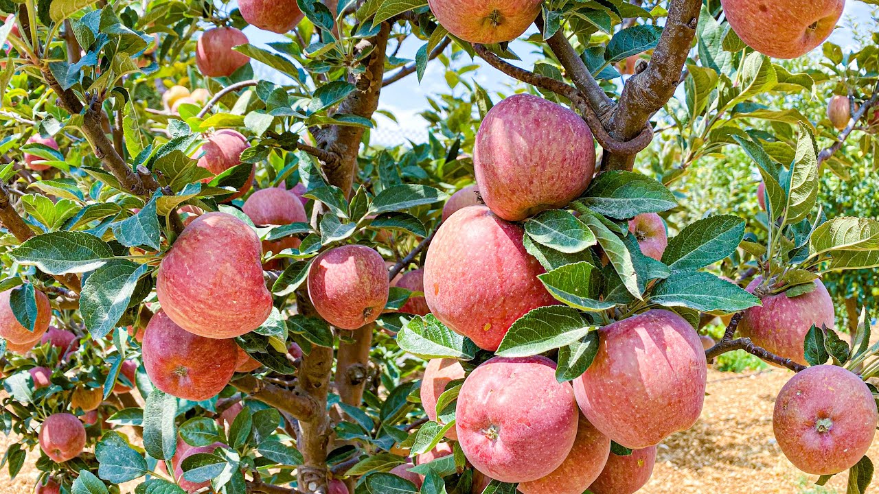 A Family Land, Five Varieties of Apples Planted in Lebanon, in Sowan, Jezzine