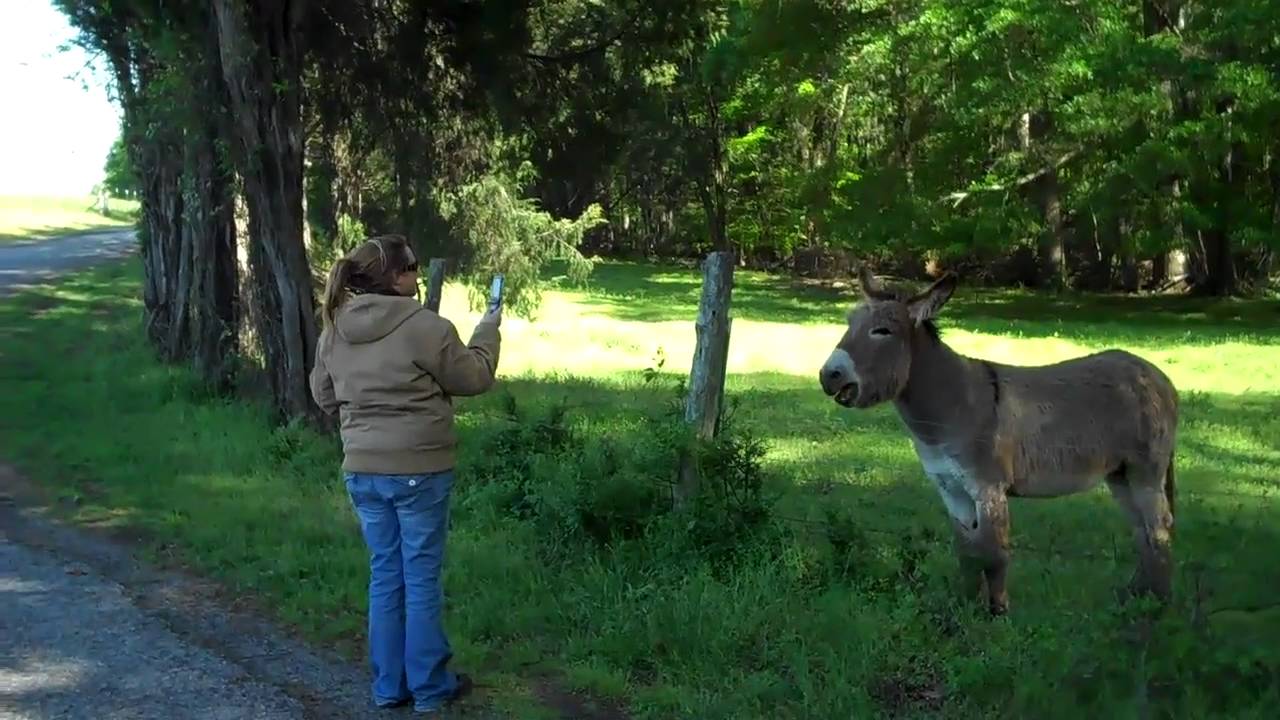 Melinda meets the Jackass in Starr,SC. Very funny..Hee Haw