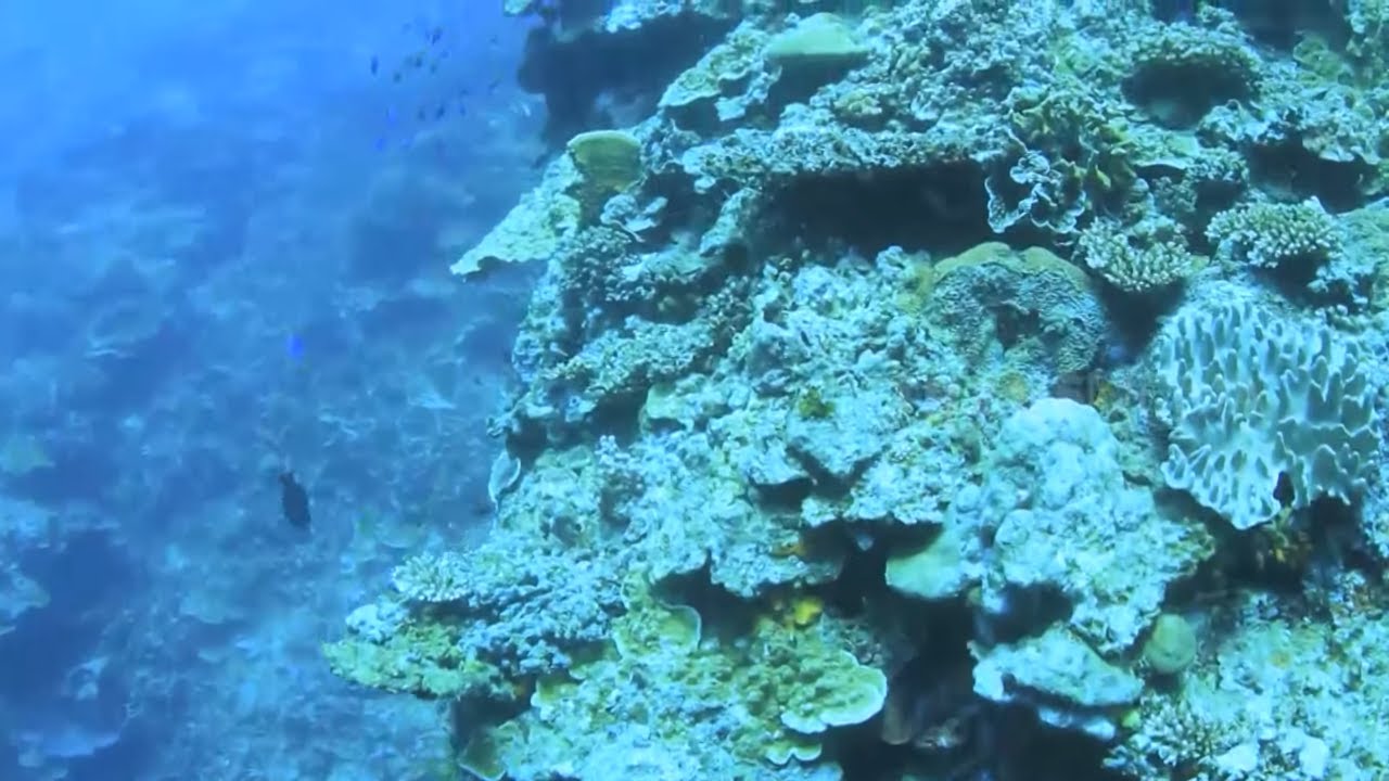Snorkeling di Pantai Dimur Pangandaran | RAGAM INDONESIA (09/09/21)