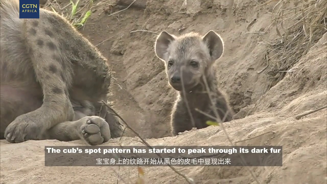 Digital Safari: Episode 20 Highlights