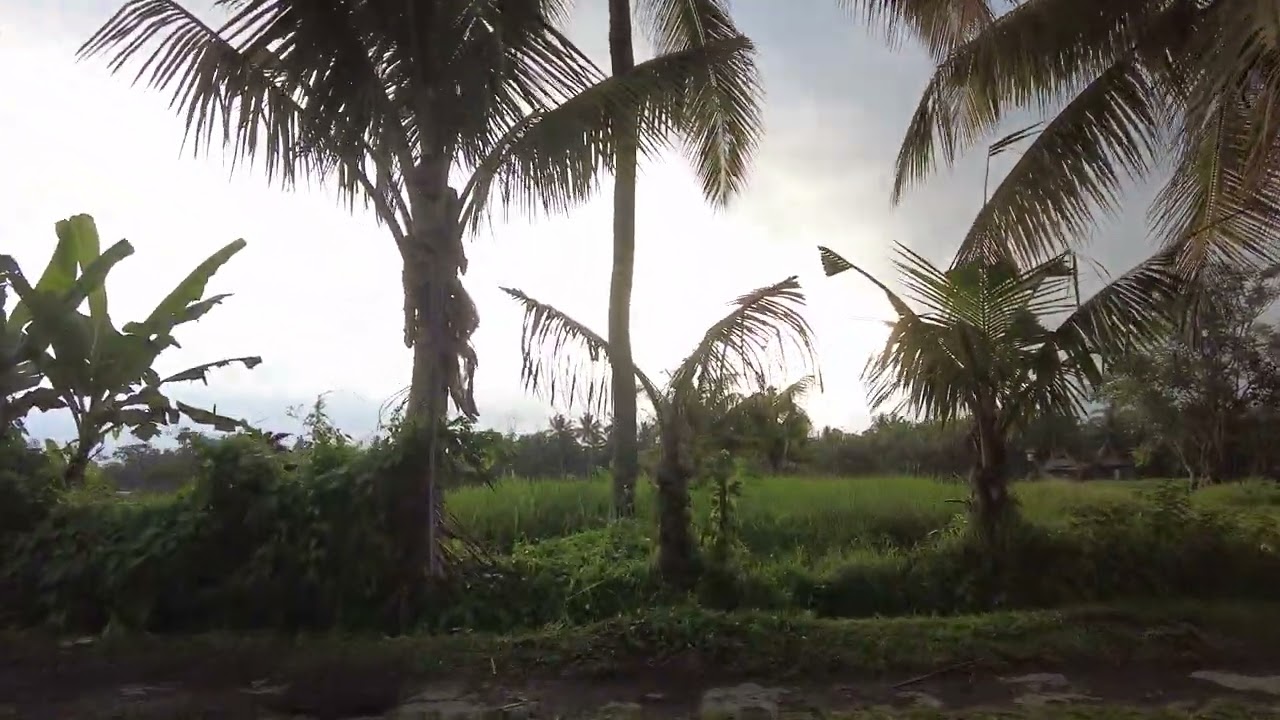 Sunset walk through Kajeng rice fields in Ubud
