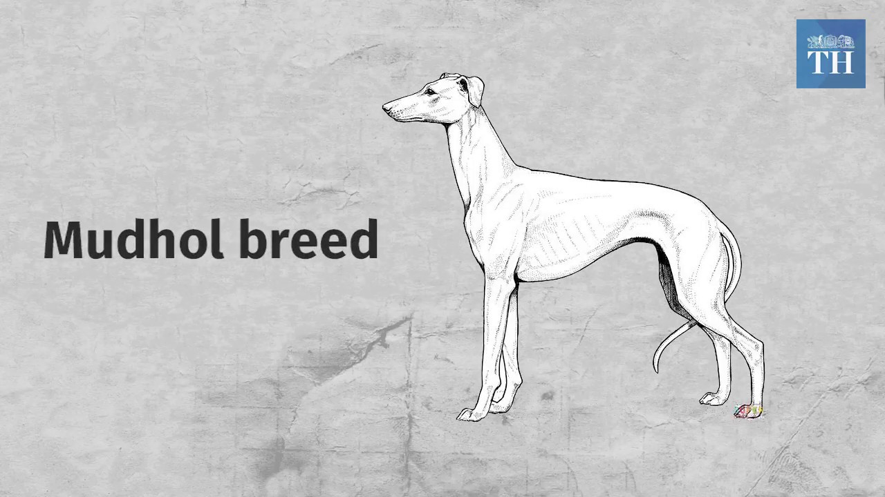 Native dog breed to serve the Indian Army for the first time