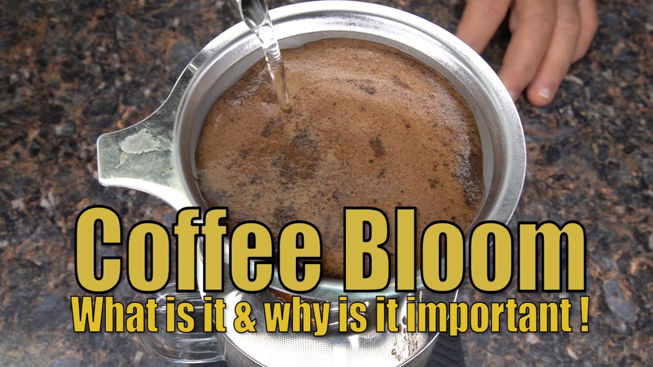 How to make the perfect coffee bloom explained