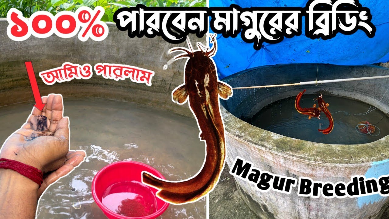 আমার বাড়ি থেকে সরাসরি মাগুর ব্রিডিং-এর  A to Z আপডেট // Magur Breeding