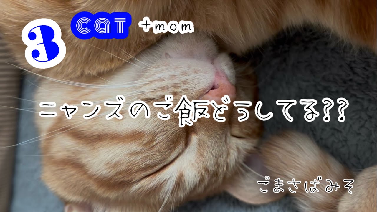 【3にゃん＋👩‍🦰】ニャンズのご飯に悩み中😕