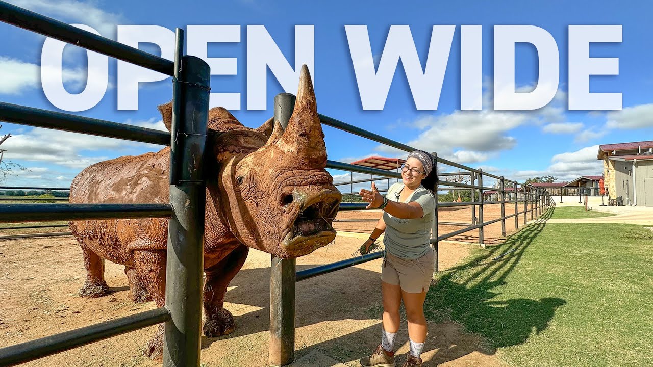 Think rhinos aren't trainable? Think again!