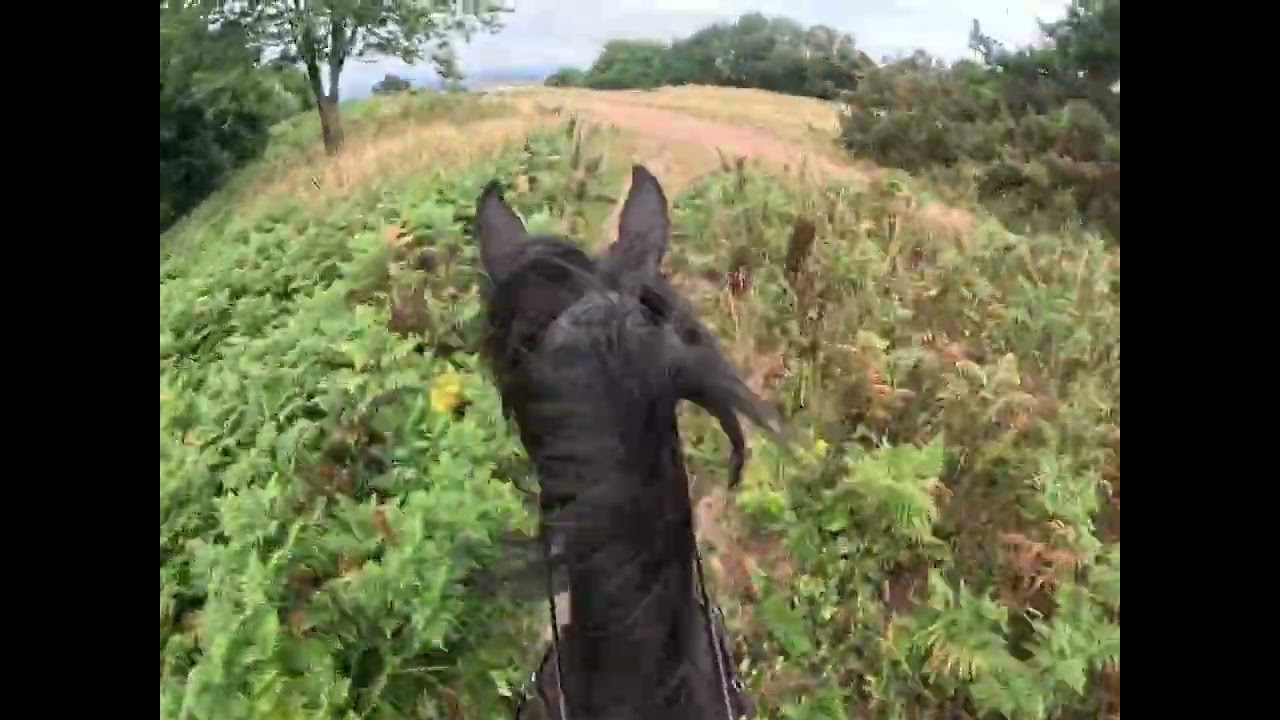 Canter #clenthillsonhorseback #asmr #horses #canter #horsebackriding 
