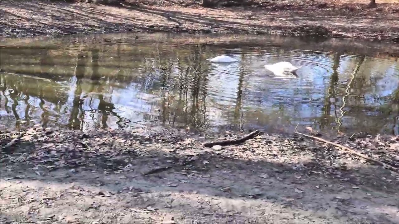12.03.2026 - Schwäne sind sehr hungrig nach diesen künstlichen kalten Wetter