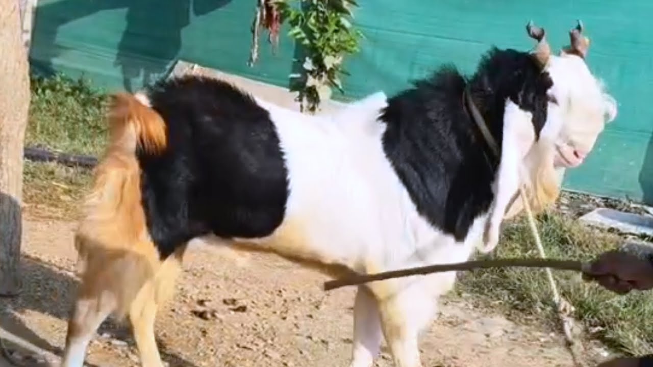 Jungle Ka most Beautiful Gulabi Kota bakra at cheeta Goat farm Aasaram bhai owner #kota #goatfarm 