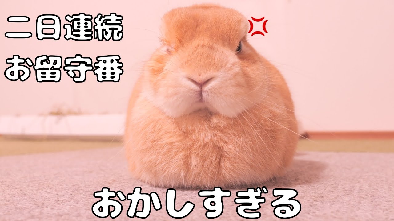二日連続で一人お留守番をさせられて不満が爆発しそうなムギです【No.1715】