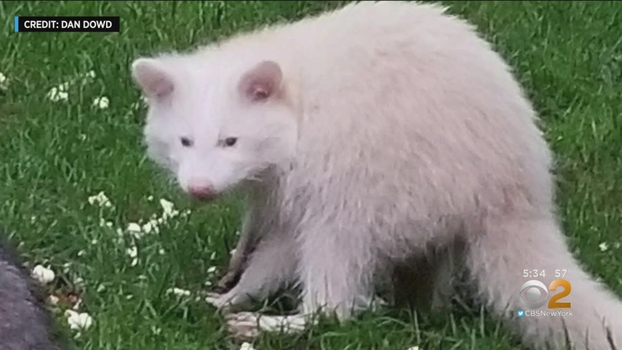Rare Albino Raccoon Spotted On Long Island