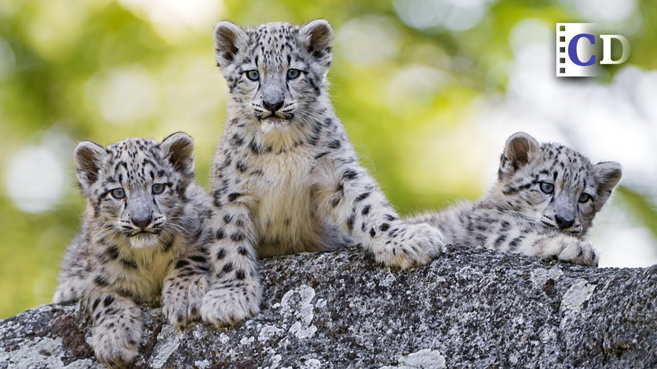 Snow leopard families enjoy spring The Power of Nature EP.02 | China Documentary