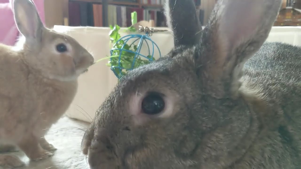 Eowyn & Autumn enjoy cilantro