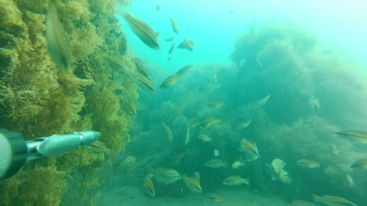 подводная охота Чёрное море 10 08 2023