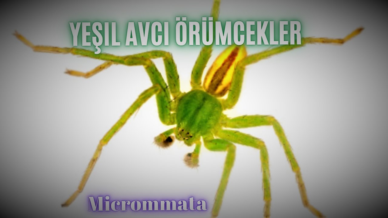 Yeşil Avcı Örümcekler (Micrommata)