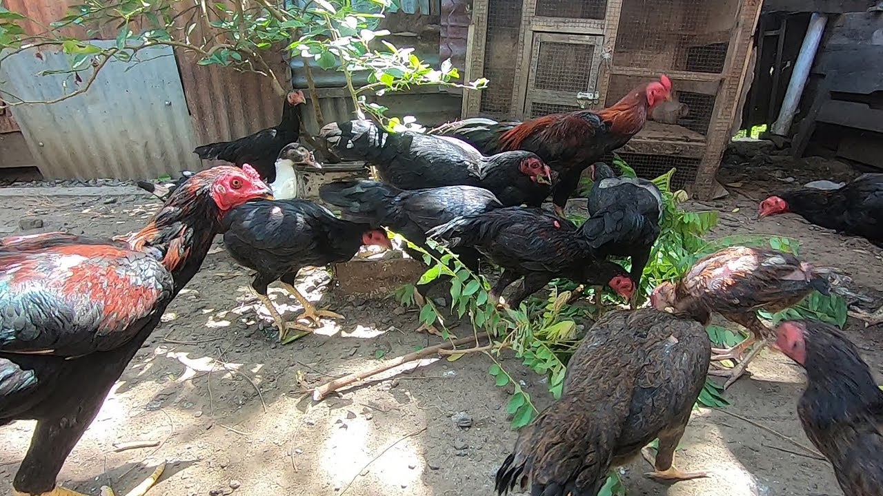 Perkembangan Ayam Di Luar Kandang Daun Belimbing Wuluh | Ayam Kampung